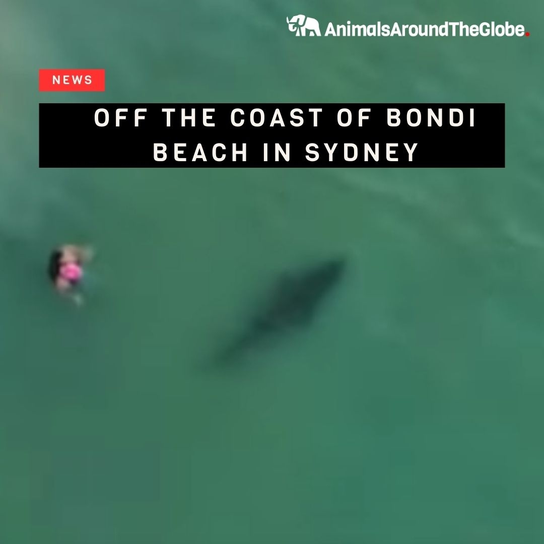 🦈 Silent Shadows Beneath! 😱 

Find the full scoop on what happened below:
animalsaroundtheglobe.com/shark-silently…

#SharkWatch #AdrenalineRush