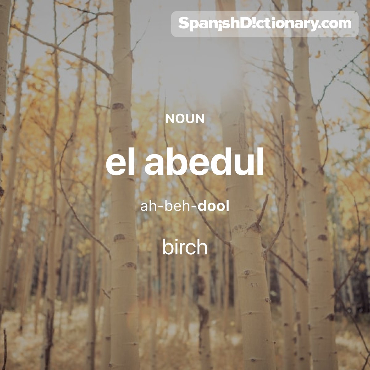 SpanishDict's tweet photo. Today's #WordOfTheDay is "abedul." 🌳🌳 For example: Las hojas de los abedules están cambiando de color. - The birches' leaves are changing color.
.
.
.
#EstudiaEspañol #StudySpanish #AprendeEspañol #LearnSpanish #Español #Spanish #LearningSpanish #PalabraDelDia #abedul https://t.co/dNLK7dMfyM