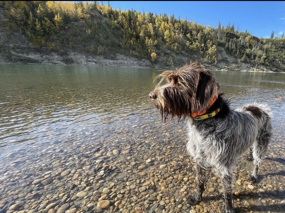 DMSiTech's tweet photo. #fall is definitely here! Happy #monday from @sara.the.pointing.griffon and the #dmsitech family  🍂 🍁 

Hope you all have a great week! https://t.co/7zJhEkh1uE