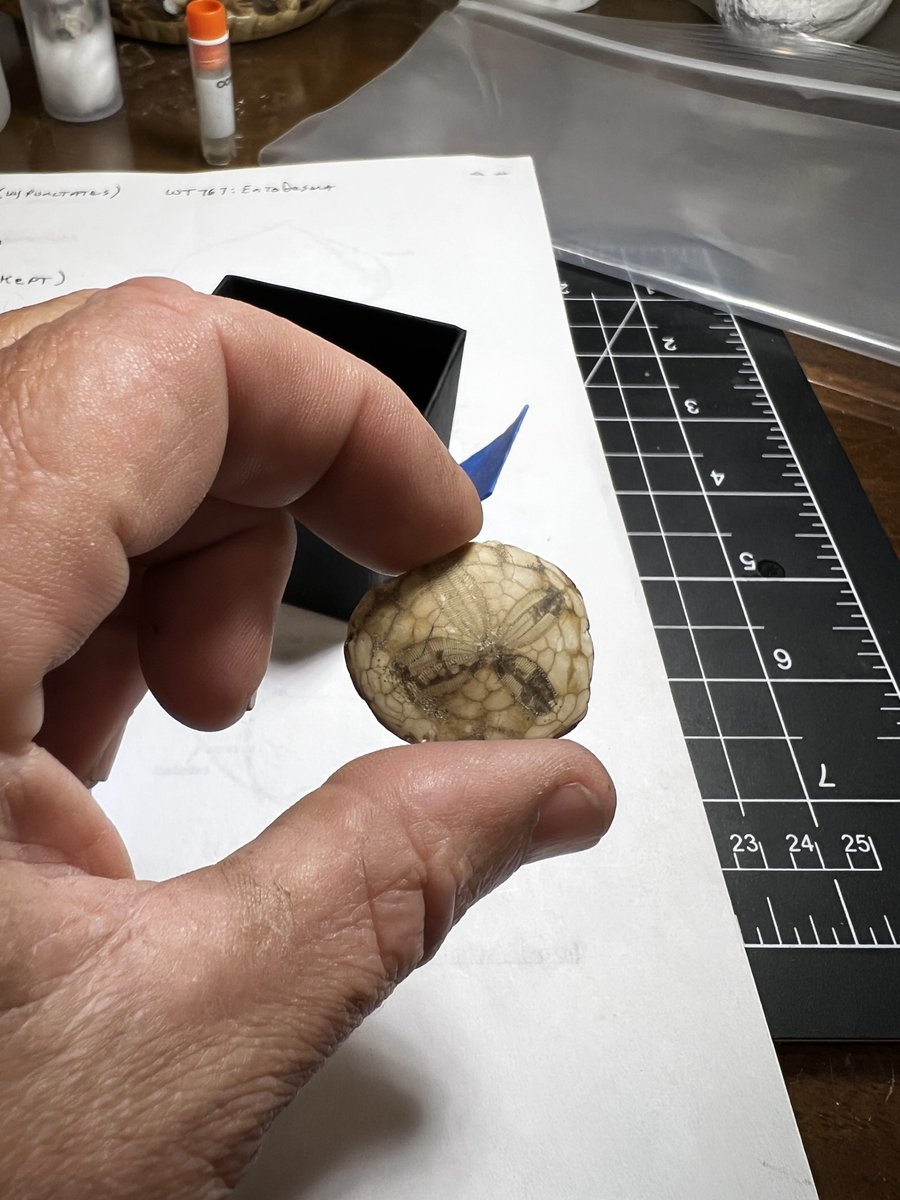 wathompson's tweet photo. Rare 4-petal mutation of the sand dollar Scutellaster oregonensis (Clark, in Dall, 1909) recently donated to our paleontological research by beachcomber and collector Wendy Frye and identified by Richard Mooi of the @calacademy California Academy of Sciences in San Francisco. https://t.co/lhCw5FVifa
