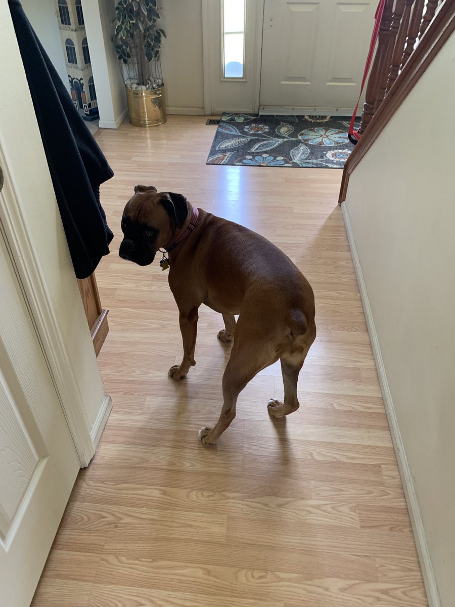 TerriSTL3322's tweet photo. @boxercutes Poppy https://t.co/aP5FTIgtKl
