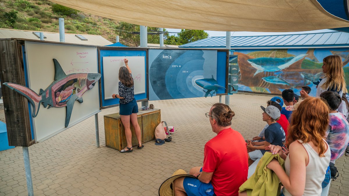 Future Marine Scientist in the making elbow deep in our shark barge at Toyon! . . . . . #sharks #seacamp #summercamp #catalinaisland #touchtank #marinescience #leopardsharks #aquatics #sharkweek #seacamp #summecamp #summerfun #oceanexploration #exploration #oceantime