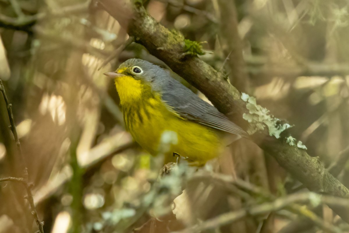 Review of the Week: 18-24 September 2023 One of the all-time great weeks in British birding history came to pass as an unprecedented arrival of American landbirds took place. @jrmjones reports: bit.ly/3ERiQ6l