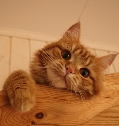 ًً (@nyangjunism) on Twitter photo 