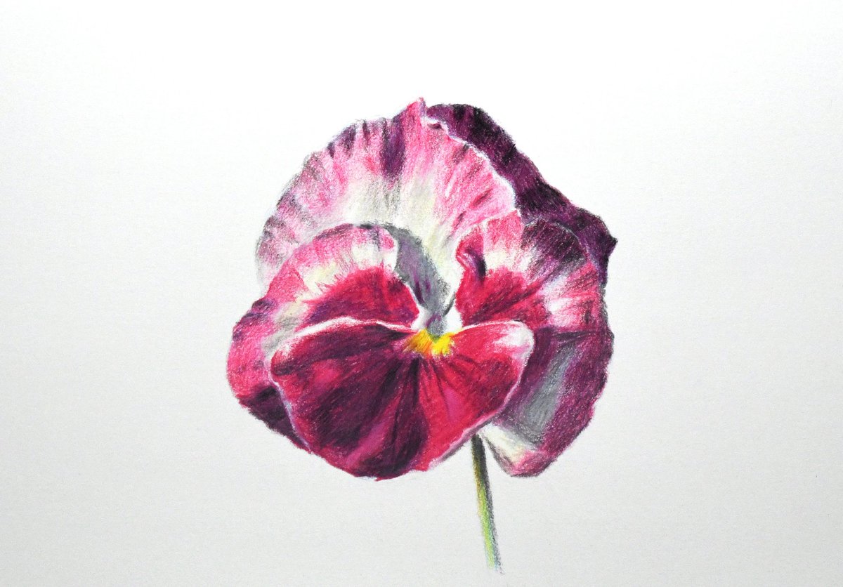 「色鉛筆を使って短時間で描いた花。モチーフの色を表現するのに三原色でどうにかなって」|Naoya Ohtaniのイラスト
