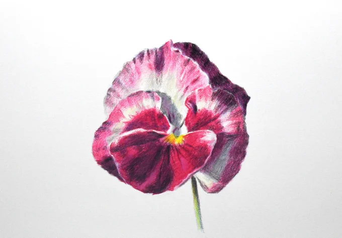 色鉛筆を使って短時間で描いた花。モチーフの色を表現するのに三原色でどうにかなっているので今後も三原色で描きます。#色鉛筆 #色鉛筆画 