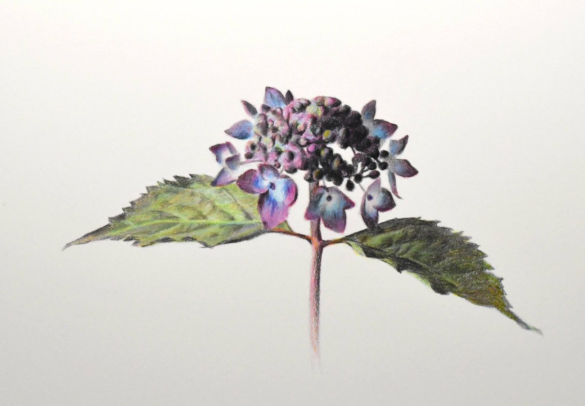 「色鉛筆を使って短時間で描いた花。モチーフの色を表現するのに三原色でどうにかなって」|Naoya Ohtaniのイラスト