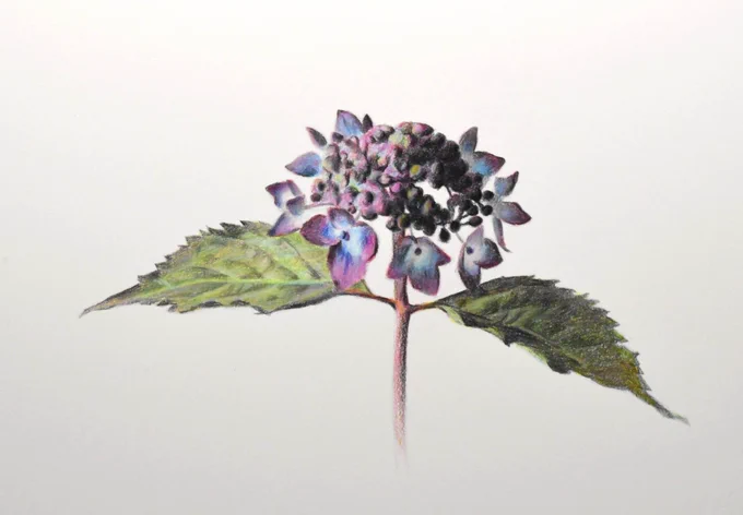 色鉛筆を使って短時間で描いた花。モチーフの色を表現するのに三原色でどうにかなっているので今後も三原色で描きます。#色鉛筆 #色鉛筆画 