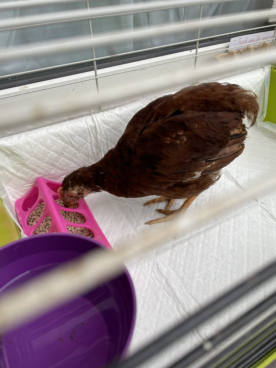 •мια ℓιℓу🍄 tweet media