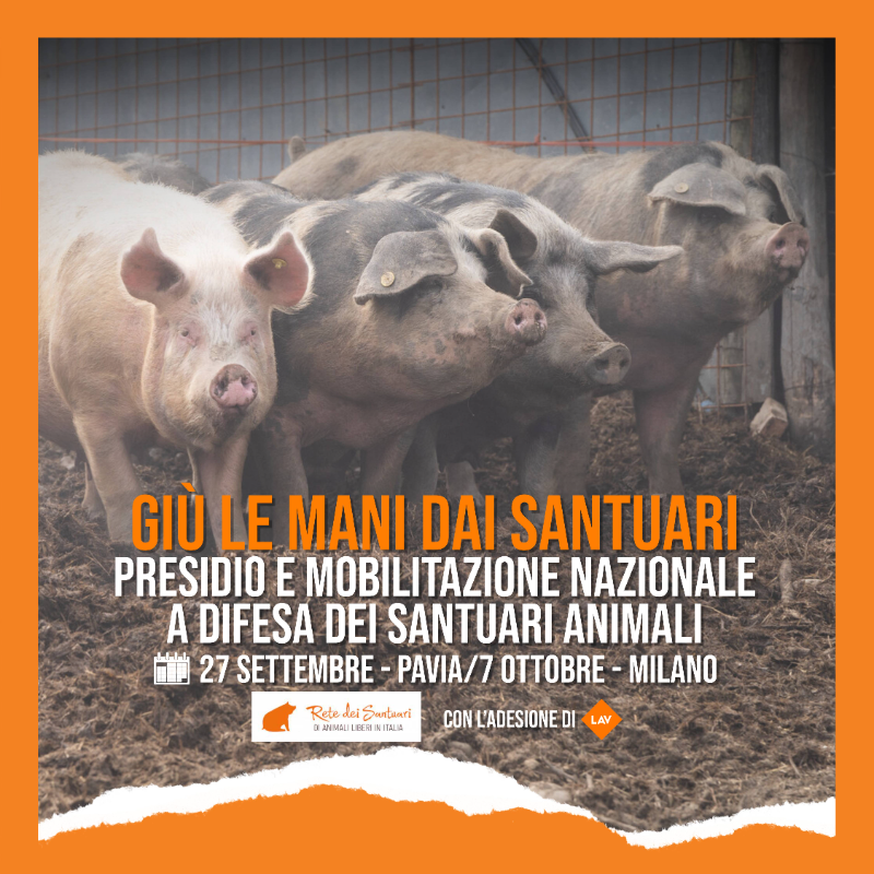 LAV_Italia's tweet photo. #giùlemanidaisantuari! Presidio e mobilitazione nazionale perché non accada mai più la violenza dello scorso 20 settembre a Sairano🐷

📍Mercoledì 27 settembre a Pavia
📍Sabato 7 ottobre a Milano

LAV aderisce e invita tutte e tutti a partecipare a entrambe le iniziative👇