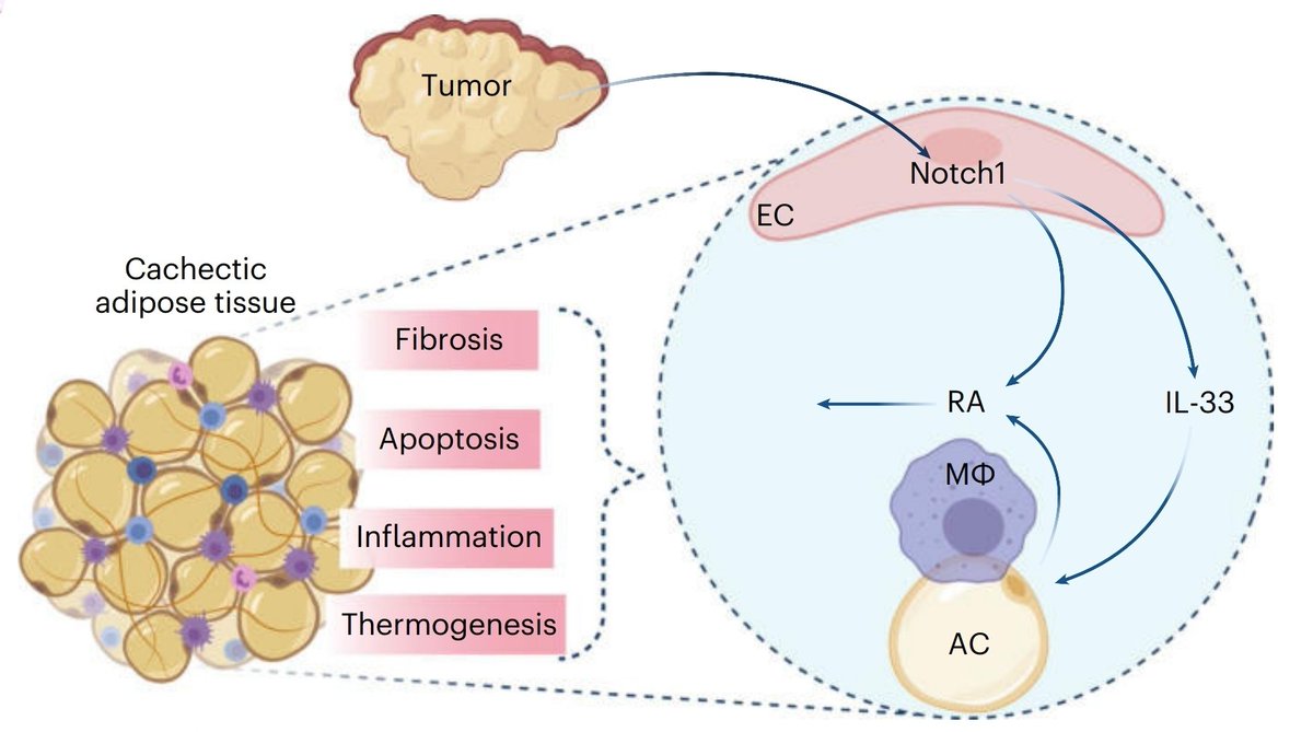 Let me tell you about the beautiful work that we have just published in <a href="/NatureCancer/">Nature Cancer</a>. It's been a tremendous effort from <a href="/jac_a_taylor/">Jacqueline Taylor</a> within <a href="/Andreas73629100/">Andreas Fischer</a> lab. In it we describe a new role of endothelial cells to promote cancer cachexia: nature.com/articles/s4301… 1/6