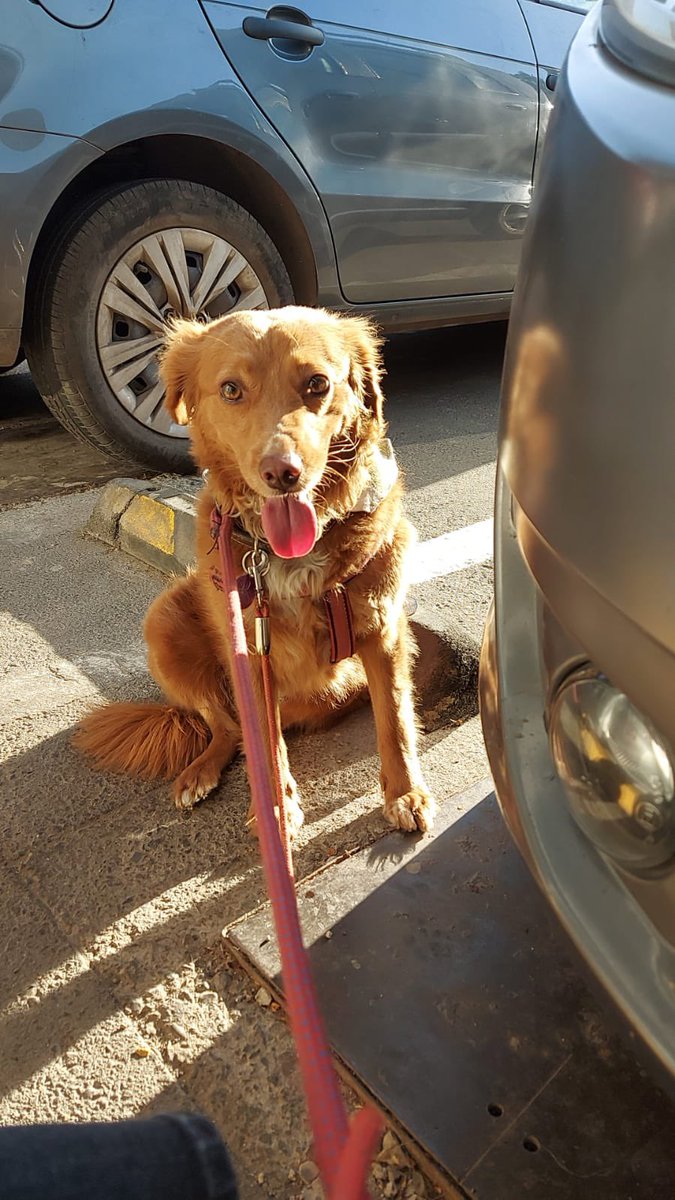 urrutia_sonia's tweet photo. Urgente, se escapó Cookie, sector Los Libertadores, Pedro Fontova, Huechuraba, Quilicura, tiene placa, pero no se deja tomar, solo avisar al 977671984 
Difundan porfa @XimenaAG70 @denissemalebran @lindorfovet @patrmarsh @KarendTV @carolinapinoc @fuentesilva https://t.co/awa10KCcp5