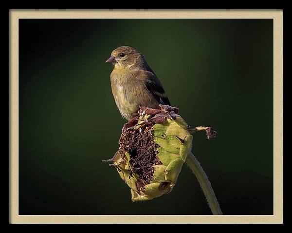 Revisiting american goldfinches from the first day of fall the last few years.

pixels.com/featured/last-…

#goldfinch #autumn #nature #birds #FallForArt