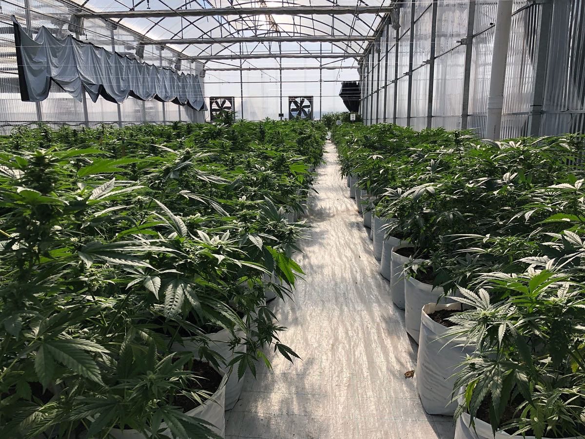 positronicsseed's tweet photo. SEGUIMOS EVOLUCIONANDO🔥
Primeros cultivos en la Regulación de Uruguay🇺🇾
Positronics Seeds siempre luchando por un mundo mejor🌏💙🙌🏽
#regulacioncannabis #americadelsur #uruguay #seeds #positronics #flyhigh https://t.co/mQ4nWzlJVa