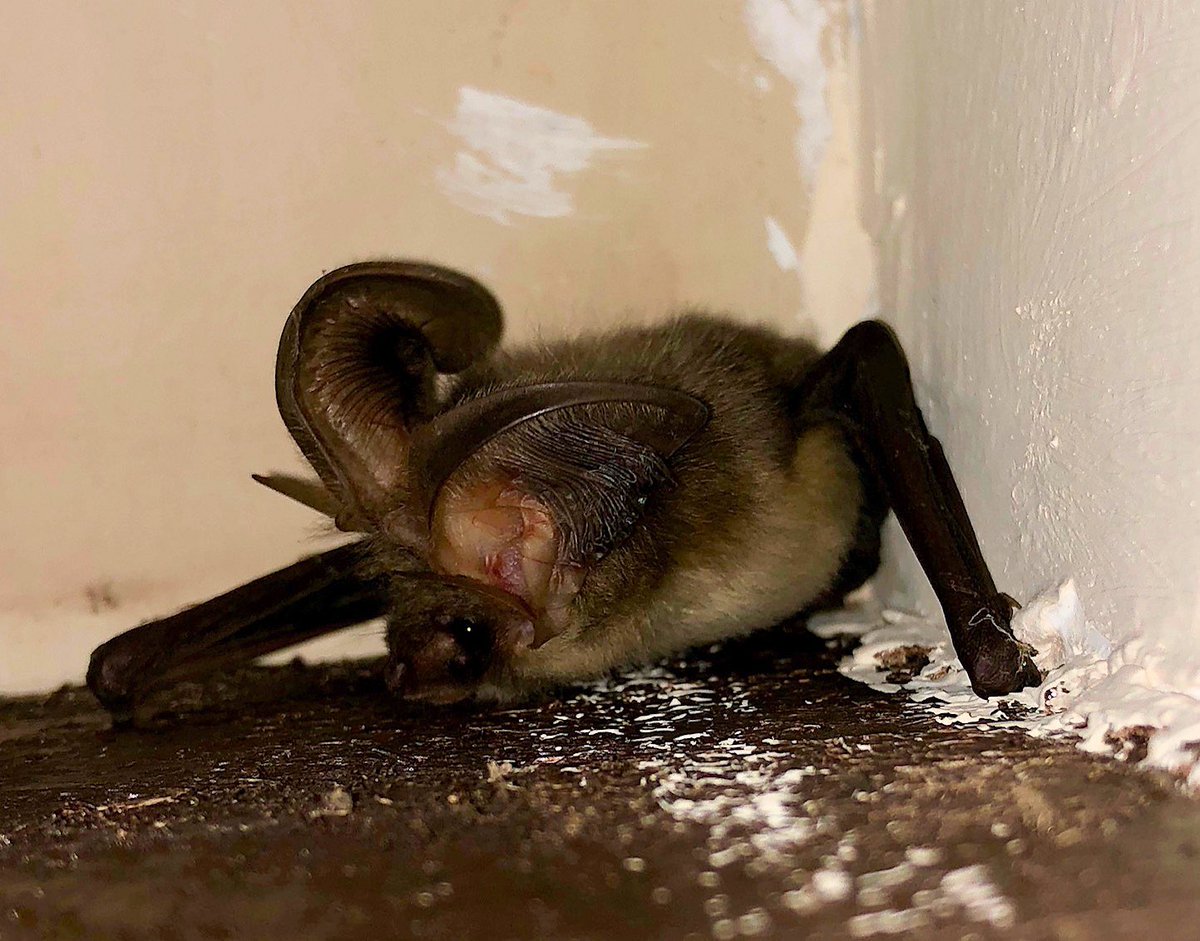 148 days ago we commenced our 2023 bat activity survey season. 237 surveys later and averaging nearly 6 surveyors on site each day, we will conclude the survey season tonight in Bishopthorpe, York. Another fabulous effort from our experienced team of surveyors. <a href="/_BCT_/">Bat Conservation Trust</a> <a href="/TeamNEYEDC/">NEYEDC</a>