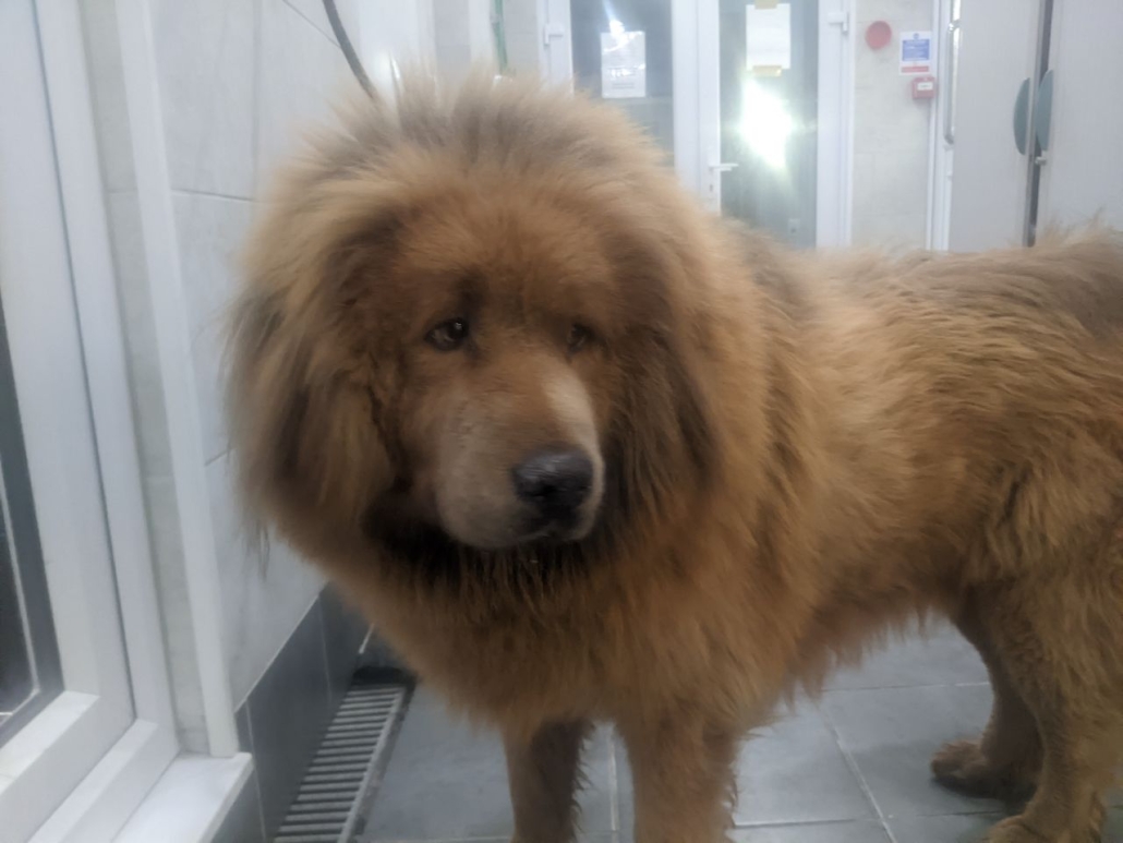 Please retweet to HELP FIND THE OWNER OF THIS STRAY DOG FOUND #SEVENOAKS #BROMLEY #LONDON #UK Hugh, long haired Mastiff, male found 22 Sept. Chip not registered. Now in a council pound for 7 days, he could be missing or stolen from another region. DETAILS👇