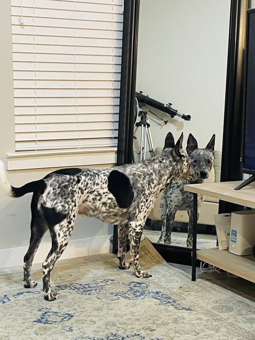 Does anyone else have a dog that makes eye contact through mirrors? He&rsquo;s so smart but so weird lmao https://t