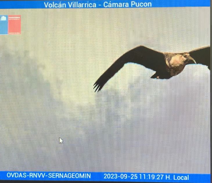 ppinaud6's tweet photo. Camara de vigilancia volcán Villarrica, capta el vuelo de una Bandurria https://t.co/jkzGRMjX0m