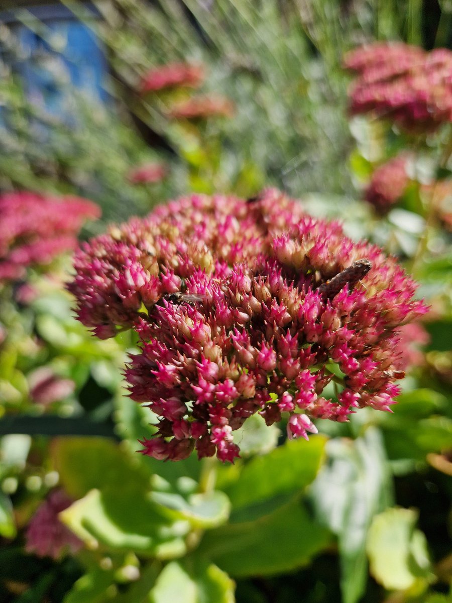 with #lengtheningshadows and #fallenleaves it looks distinctly like #autumn, but still very much feels like #summer, #editingbreak