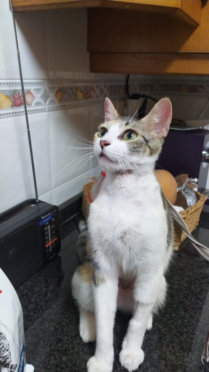 Solopar53137293's tweet photo. #Balaguer #acollida #adopcio #Urgent #XarxaCatalunyaAdopcions  Aquesta gateta estava sota les mans d'uns irresponsables! Necessitem #adopció! Contacte per DM. S''entrega esterilitzada i vacunada. Doble negativa. Preferiblement llar sense nens. https://t.co/p0iN8vbhFS