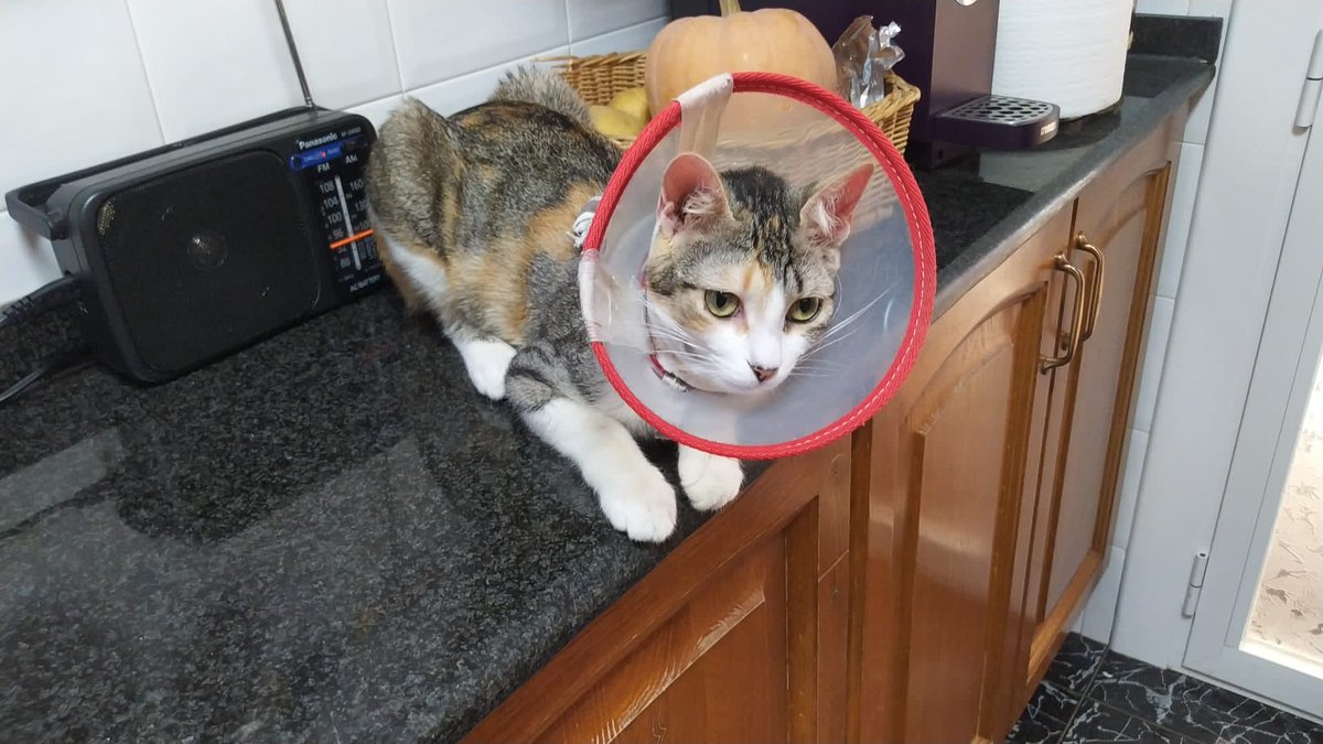 Solopar53137293's tweet photo. #Balaguer #acollida #adopcio #Urgent #XarxaCatalunyaAdopcions  Aquesta gateta estava sota les mans d'uns irresponsables! Necessitem #adopció! Contacte per DM. S''entrega esterilitzada i vacunada. Doble negativa. Preferiblement llar sense nens. https://t.co/p0iN8vbhFS