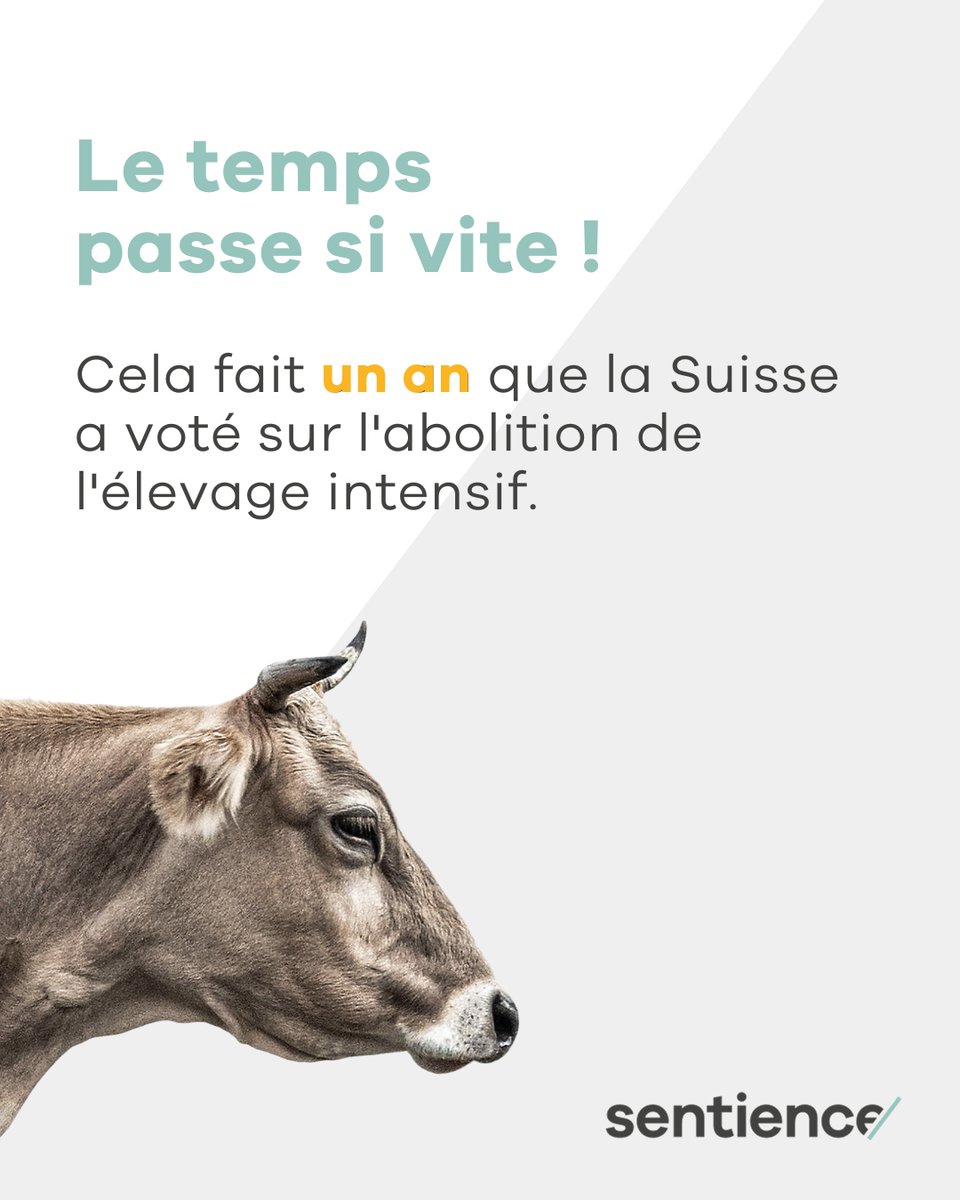 Sentiencesuisse's tweet photo. Le temps passe tellement vite 🍃⌚️⁠
Nous continuerons à nous engager pour les animaux d'élevage à l'avenir. Vous aussi ? 

Devenez membre chez Sentience et soutenez durablement notre travail pour les animaux 🐷 https://t.co/SxSf2kbHBt https://t.co/n0ujPny1cx