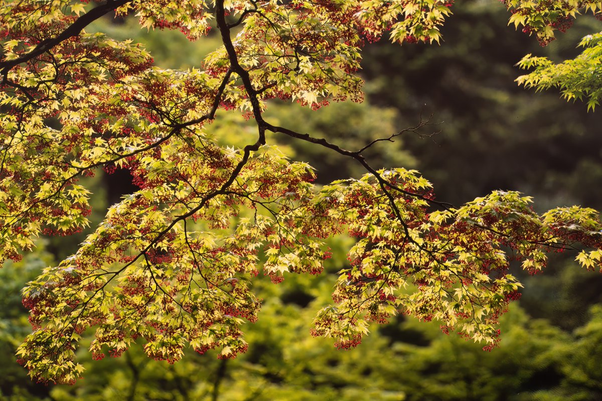 YamashitaPhoto's tweet photo. Nikko National Park is one of the best places to see brilliant fall foliage.  Japan's beloved haiku poet, Matsuo Basho passed through here, composing poetry on the beauty of nature. #autumnequinox #tohoku https://t.co/mCEsOVOk8d