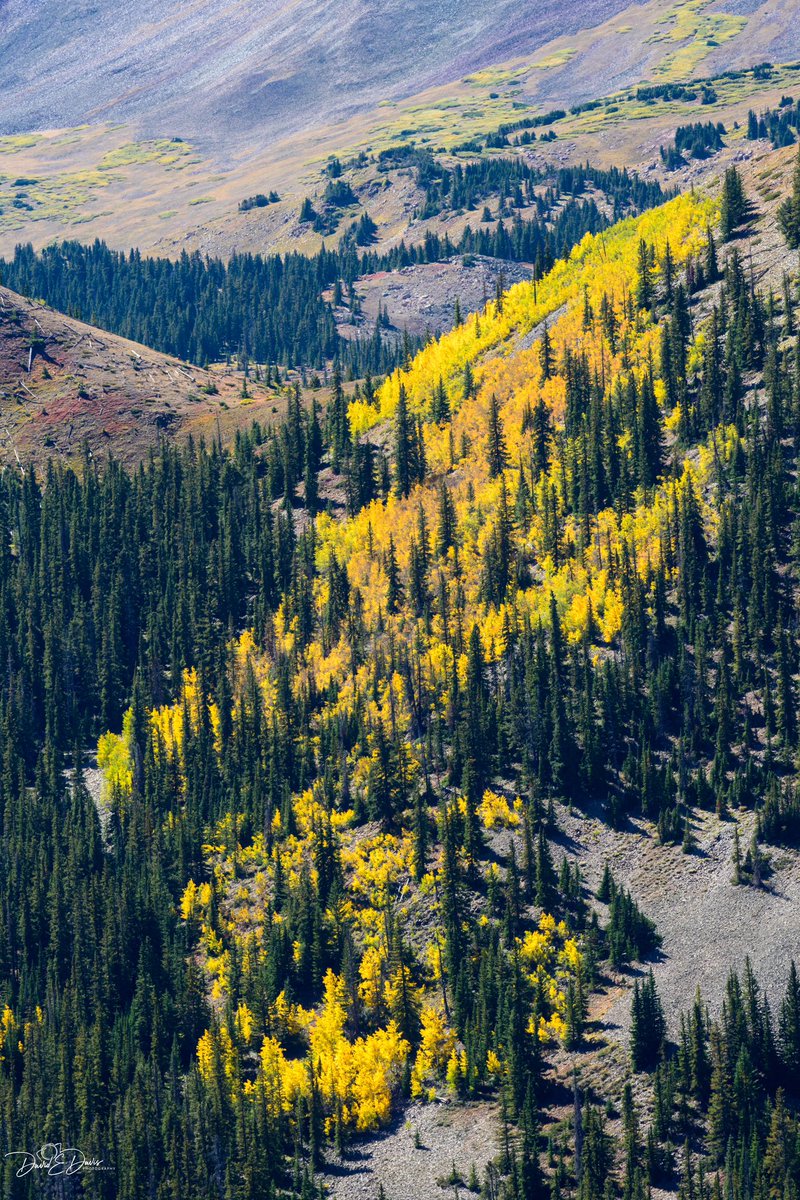 BigSkyCaptures's tweet photo. Happy Monday from Breckenridge, CO! Yesterday, I had the pleasure of capturing some beautiful autumn colors while looking down from the top of Boreas Pass Road. 🍁📸 #Autumncolors #Fallcolors #cowx #Coloradocolors #Autumnleaves https://t.co/oAf41Uk92c