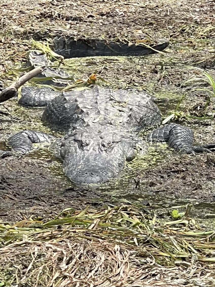 GatorsDaily's tweet photo. oh to be relaxing in perpetual goop https://t.co/SxrfhoprYm
