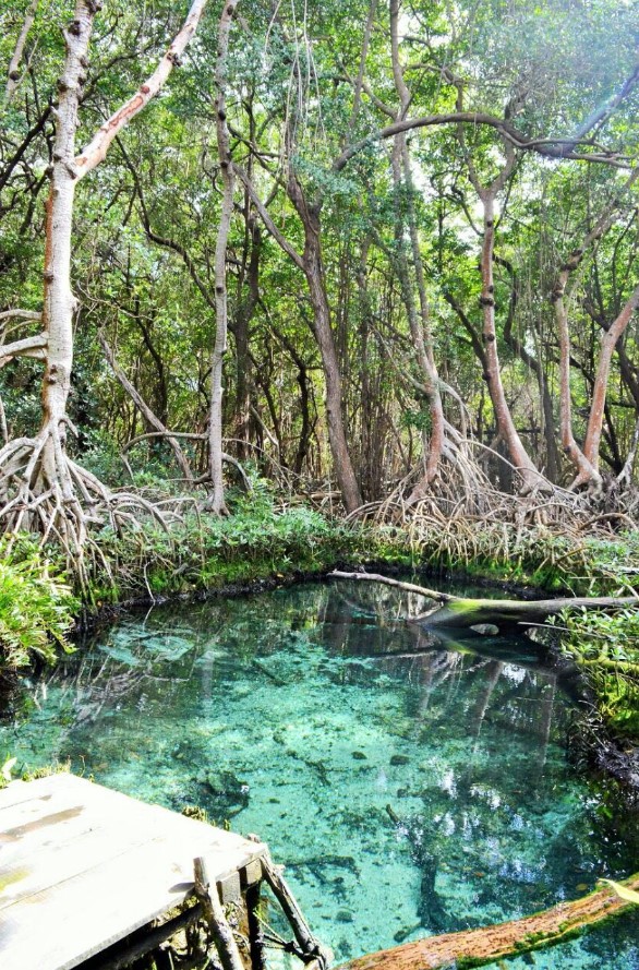 SECTUR_mx's tweet photo. ¡Que ganas de estar en #Campeche! 🏖

☀️🌿 #BuenosDías desde la Reserva de la Biosfera de los Petenes Campeche, este destino está compuesto por diferentes islas con una amplia diversidad de flora y fauna.

Aquí puedes pasear en lancha, kayak y acampar. ⛺ https://t.co/6BG8Wmwqje