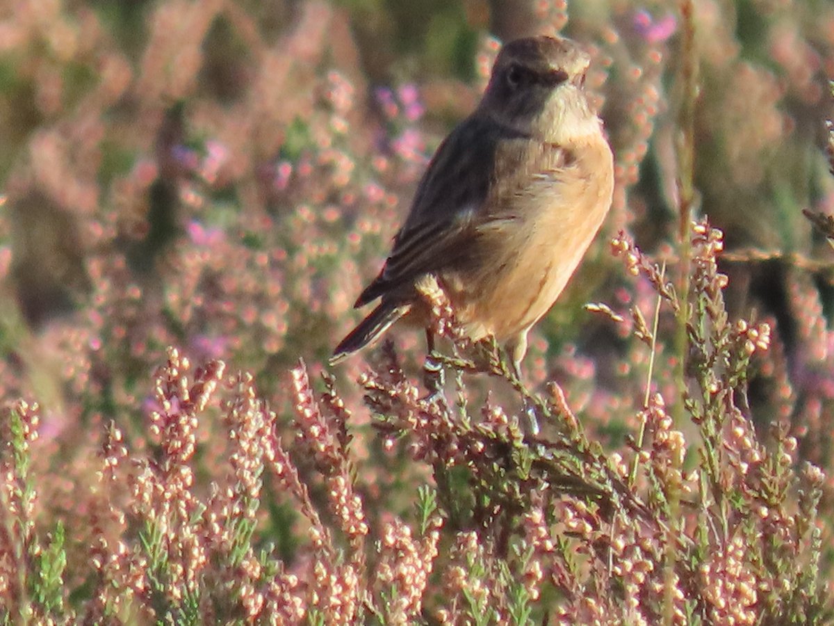 Lots of Stonechat movement going on <a href="/SuttonParkNNR/">Sutton Ranger</a> . Only 2 of our ringed pairs appear to be on site, and only the one ringed juvenile was noted. Lots of unringed birds now appearing in the park, forming groups up to 8 in number. <a href="/RingersWm/">West Midlands Ringing Group</a> <a href="/Chris4Patches/">Chris Millward Jnr</a>