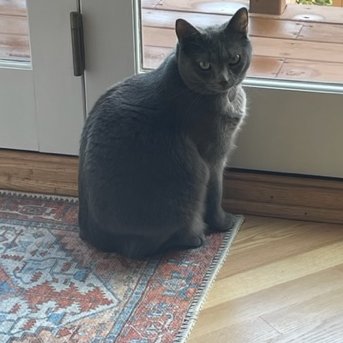 My cat gives me that "what are you doing with your life" look at least 15 times a day