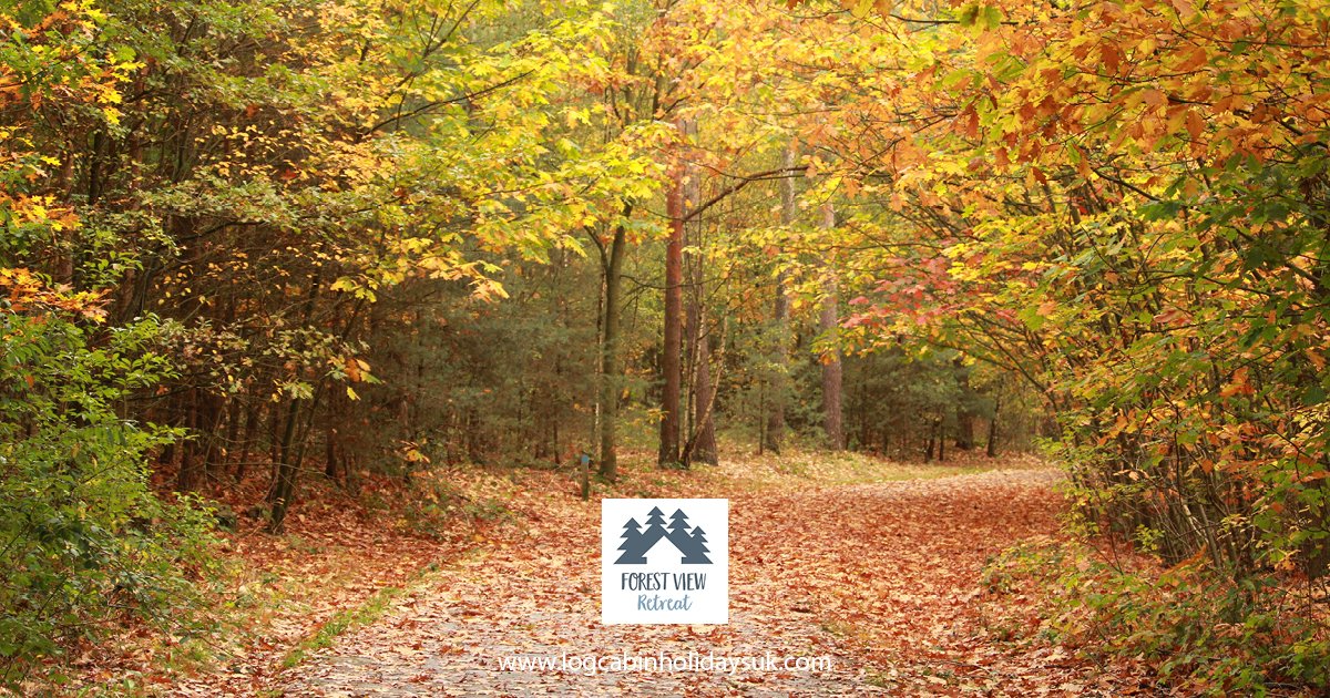 Forest View Retreat tweet media