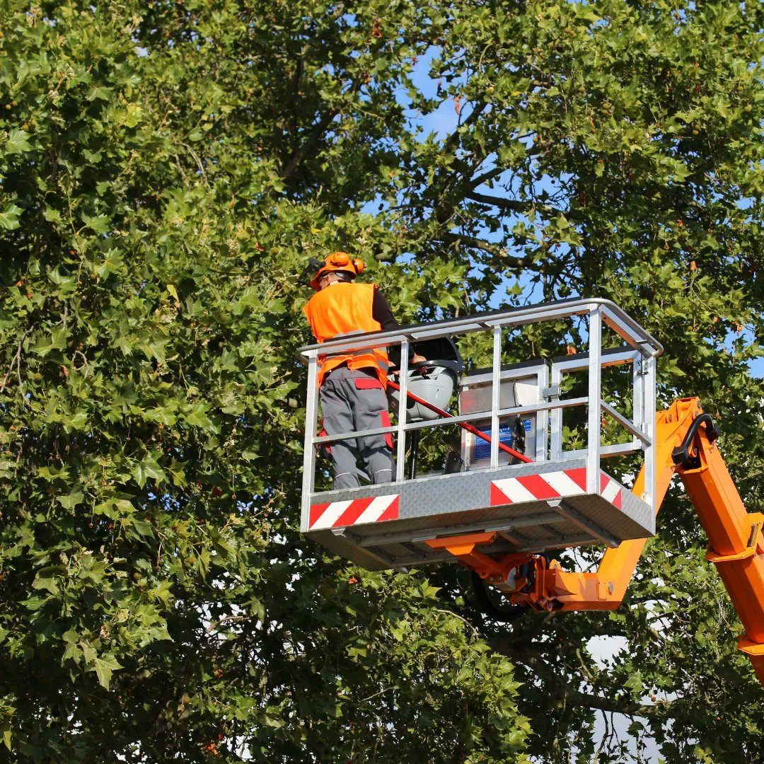 kingstreesvce's tweet image. We specialize in #treetrimming for hazards, #treepruning for tree health, #treethinning for airflow &amp;amp; light. 

With extensive experience in #treeservices, call for a #free estimate, 909-548-6754 or 626-221-6471. 

Serving the Inland Empire for over 2 decades. 

#stumpgrinding