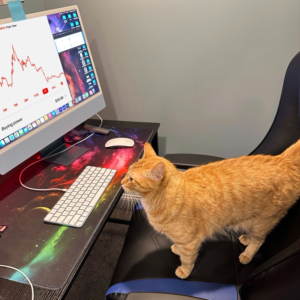 cats with jobs 🛠 tweet media
