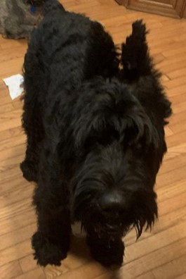 Please be on the lookout for Duke. The 3yo Giant Schnauzer was stolen on 9/22/23 in Fort Washington. Read more here: tinyurl.com/4wd2cd4c