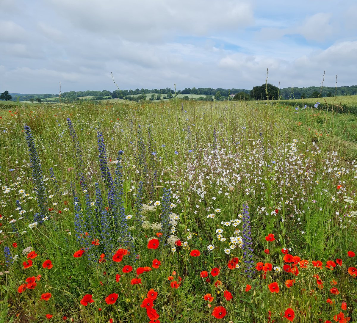 End of project fact 1️⃣2️⃣: during our project, over 70 #farmers increased the amount of  wildlife-friendly habitat at our demosites by 4%, to over 10% in several cases. The full report about the #landscapechange at our 10 demosites can be downloaded here: northsearegion.eu/partridge/outp…