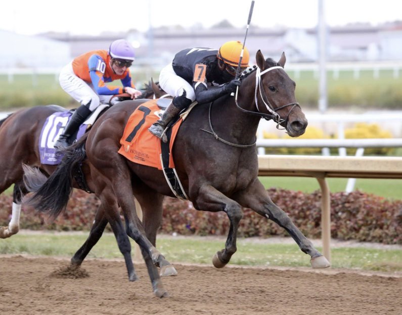 SarahHorsegirl's tweet photo. Phantom Ride ( Candy Ride- Spirit by Indian Charlie ) racing today at Horseshoe Indianapolis race 2 for his @MyRacehorse family, connections and our trainer Steve Asmussen , Steve’s son Keith Asmussen is our jockey #CandyRidecolt #MyRacehorse https://t.co/qYdT0mq9GU
