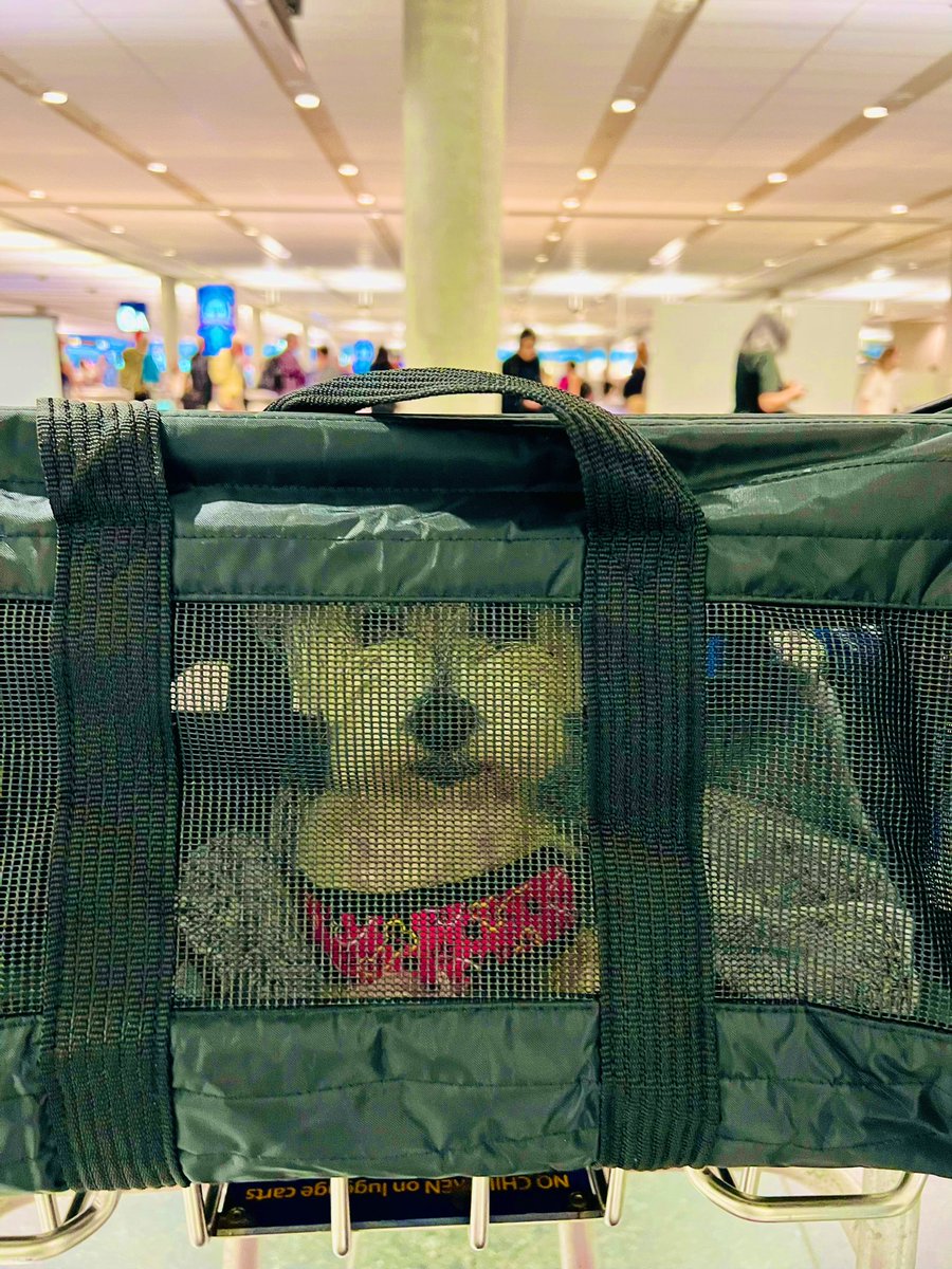 Bonjour, Montréal! 🍁🐾