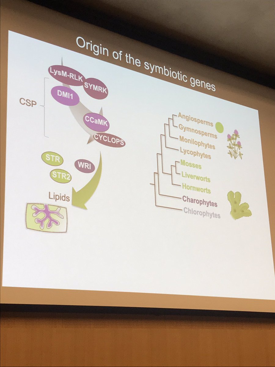 #iMMM2023 @PierreMarcDelau giving the EMBO Young Investigator Lecture: The evolution of mycorrhizal associations - and if you see this slide ever again, he didn’t keep a promise
