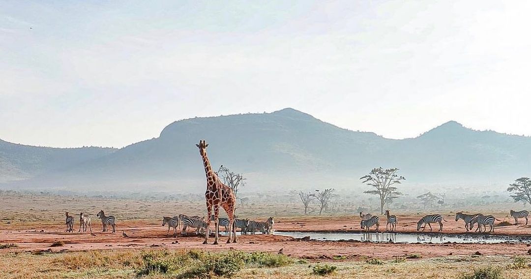 balutraveltd's tweet photo. Tembea Kenya
📸lovelaikipia
#lovelaikipia #magicalkenya #safari #closetonature #enasoit #explore #balutraveltd #discover https://t.co/phA2XGHbOJ