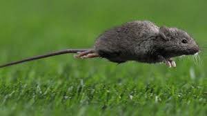 Fling_Zhaobing's tweet photo. YOU SILENCE!!!!

트리플 마우스 죽음의 공세 (triple mouse death barrage!!) https://t.co/mgTN4NNc79