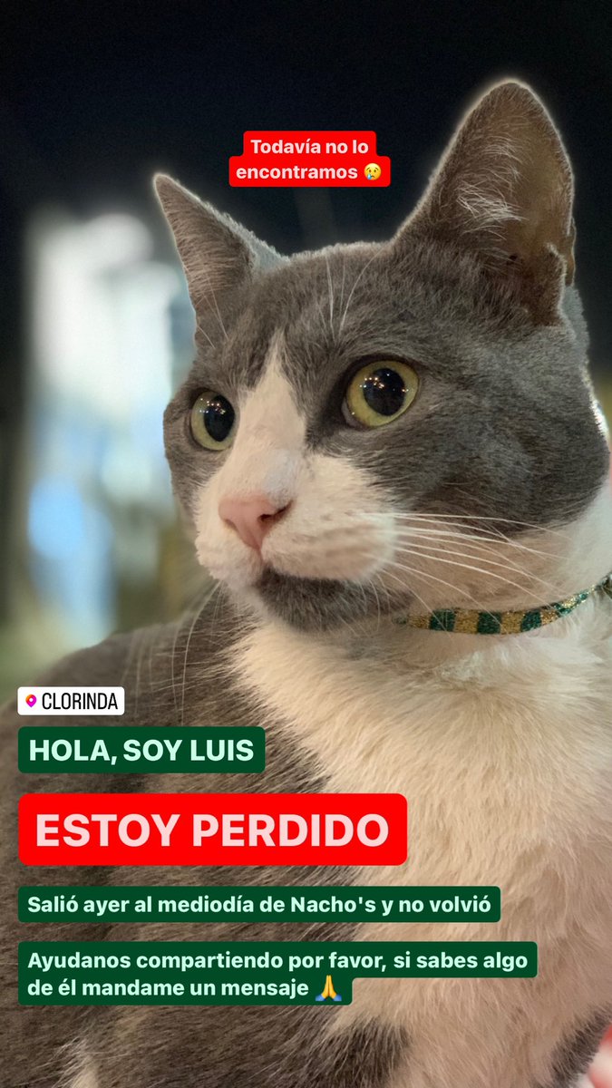 agostinaardnz's tweet photo. Holaaa, Luis no aparece desde el sábado 🥺 Ayudame compartiendo porfa 🙏 La gente se lo suele llevar pensando que no tiene dueño. Zona de la plaza Eva Peron https://t.co/QN98pRHk2S