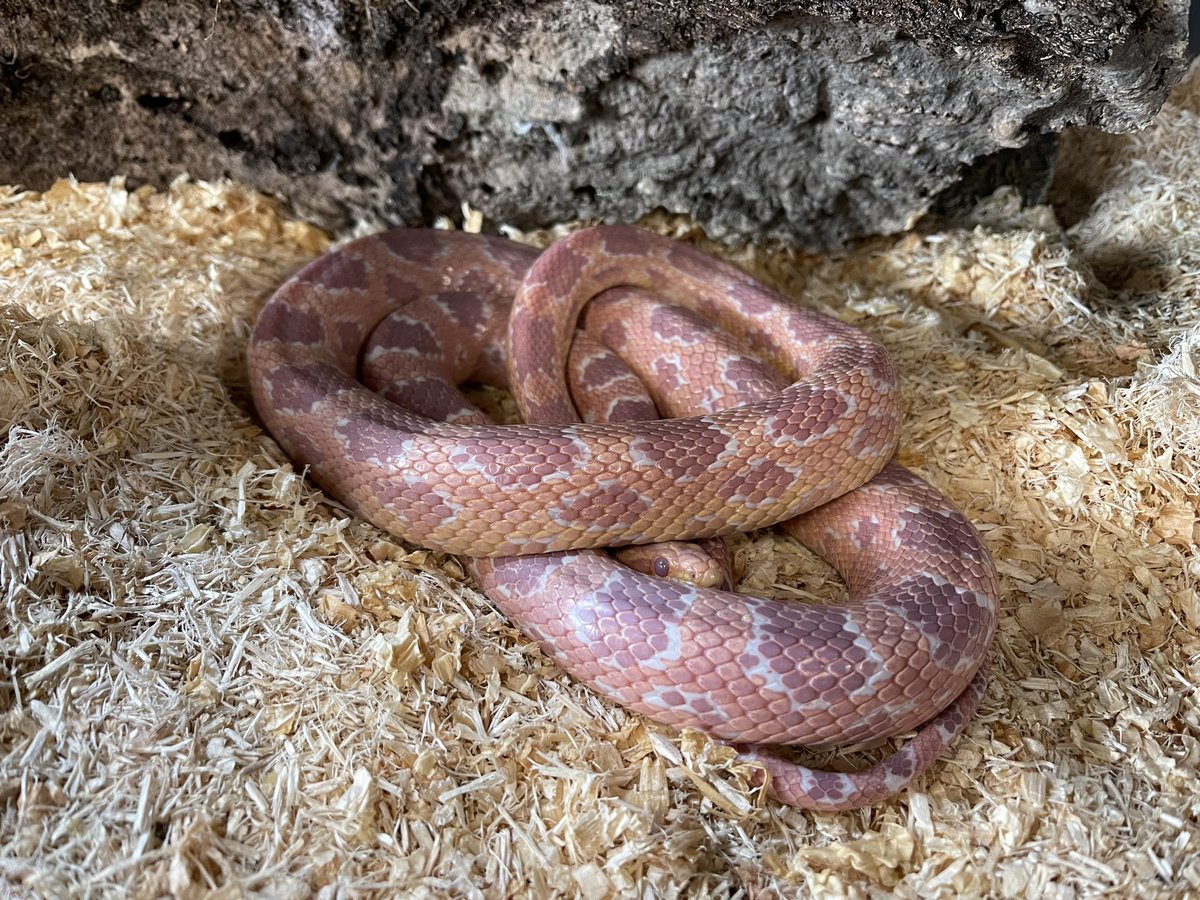 NWC STEM tweet media