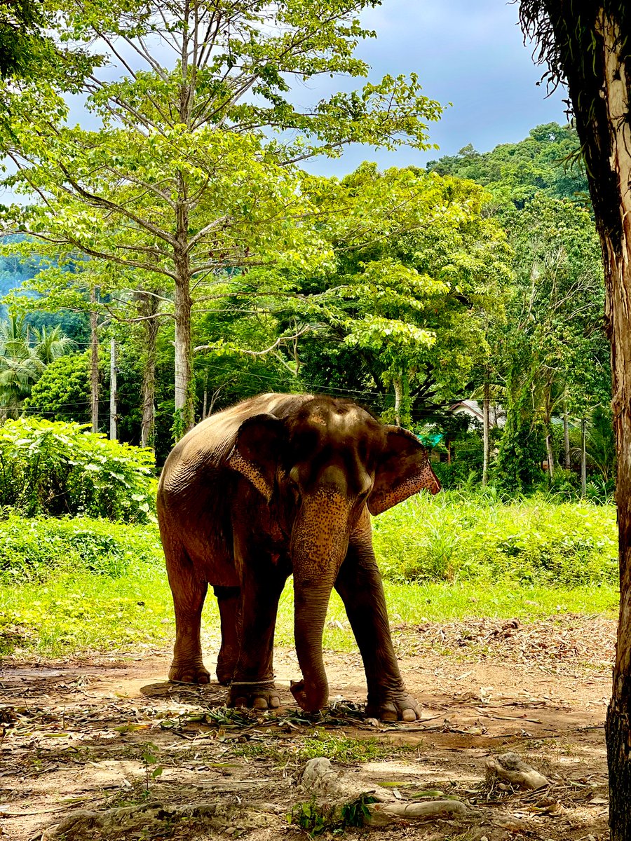 judenicholson15's tweet photo. Beautiful animals. So lucky to see so many #Elephant https://t.co/VxPE36m9ro
