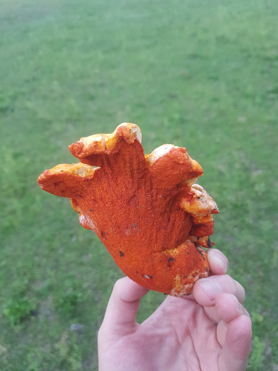 Lobster mushroom
This one is two organisms in one. The host species is an inedible white mushroom, often Russula brevipes in my area, until it is infected by 
Hypomyces lactifluorum pathogen which turns it orange and tasty.