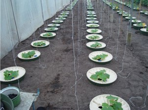 groasis's tweet image. New report shows the fossil fuel and industrial agriculture industries are receiving 20 times more financing from banks than governments are receiving for climate solutions. That is why it is so difficult to get our sustainable #Waterboxx financed. actionaid.org/news/2023/caus…