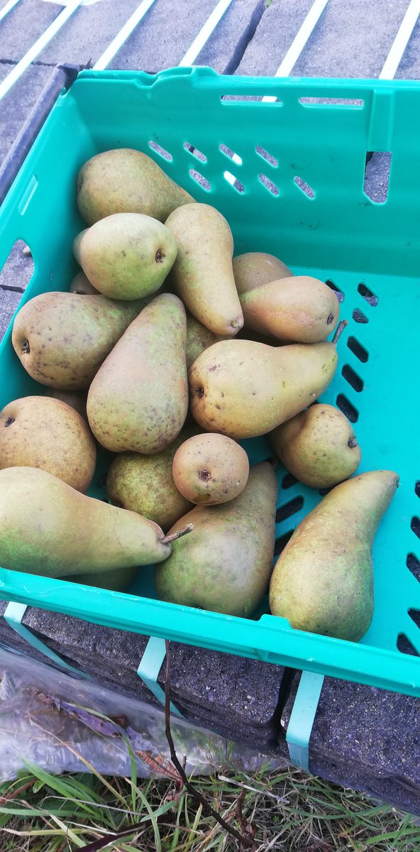 Rondo getting near vendenage, a few pears going into mid season Cider, #irishwine  #craftcider #OrganicSeptember