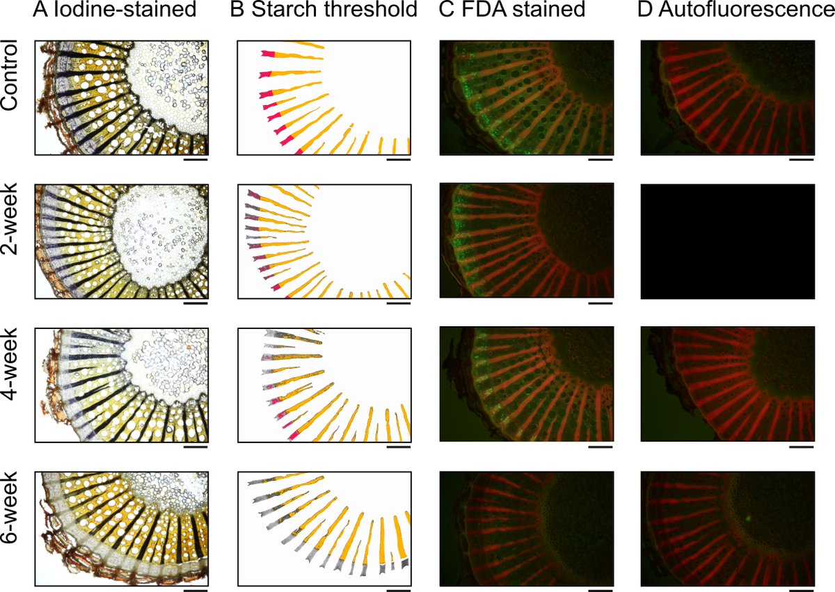 Kyra Prats (@kyraprats) on Twitter photo Check out our new paper on drought-induced starch depletion in grapevine 🍇 @morganfurze <a href="/brodersen_lab/">Brodersen Lab</a>
doi.org/10.1093/aobpla… Check out our new paper on drought-induced starch depletion in grapevine 🍇 @morganfurze <a href="/brodersen_lab/">Brodersen Lab</a>
doi.org/10.1093/aobpla…