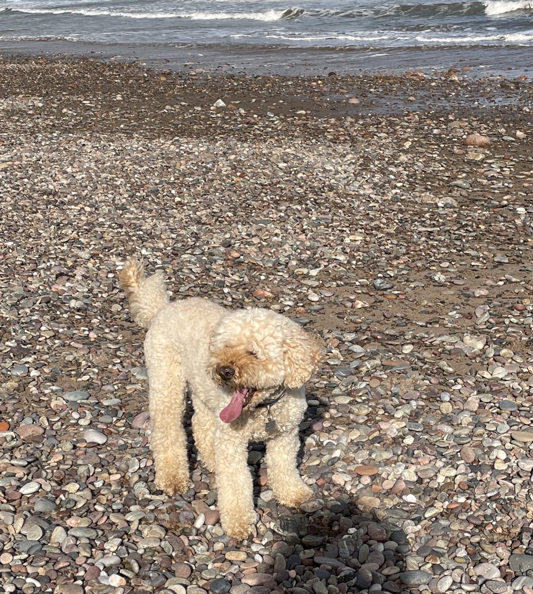 mariacwalker19's tweet photo. Where’s the best place to spend your birthday?  Stonehaven beach of course ! Happy 11th birthday Barney… may your tail always wag here. https://t.co/ISn7sHwDzw